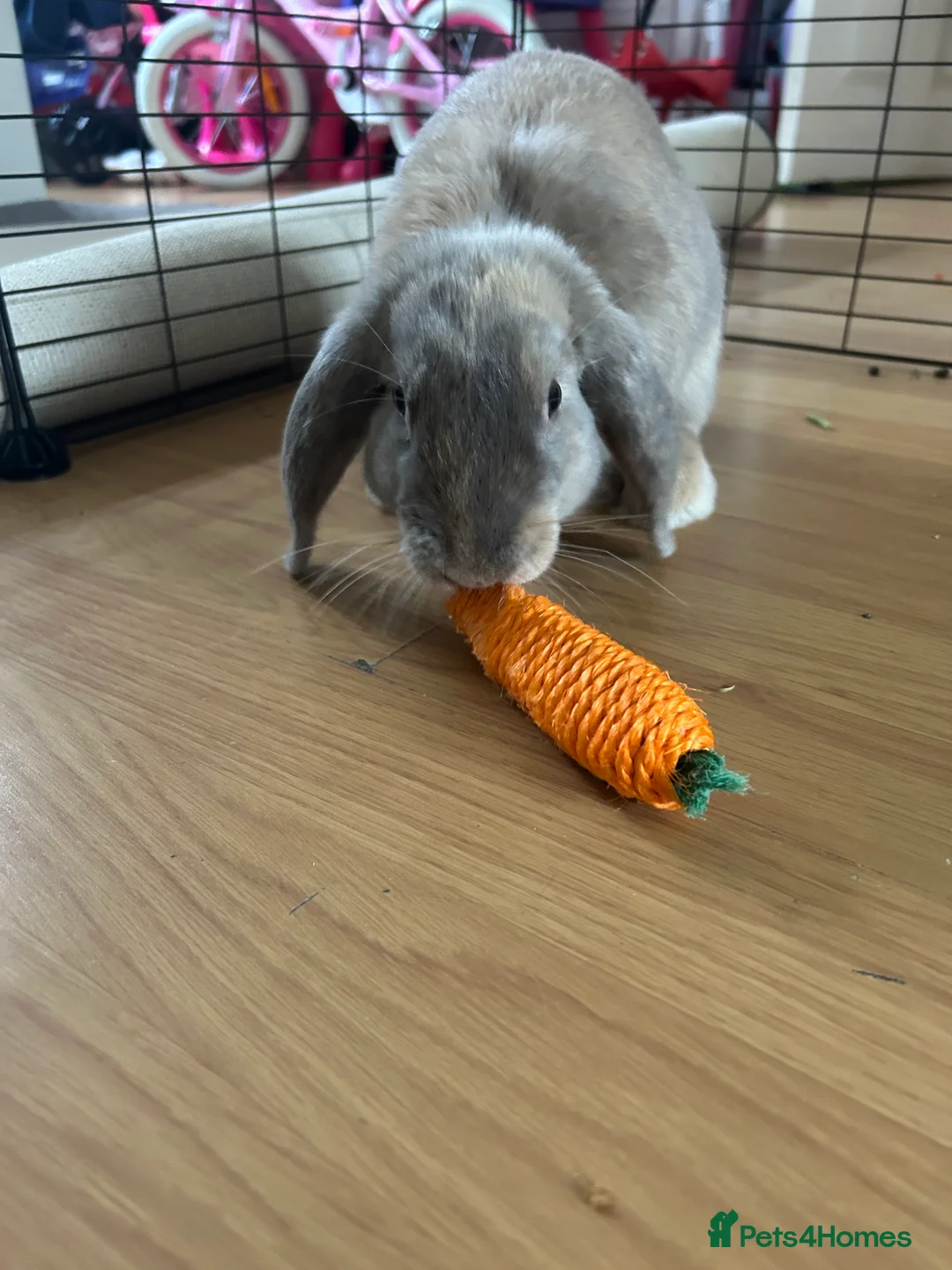 Mini Lop rabbits for sale: male bunny (grey,small) - Advert 6