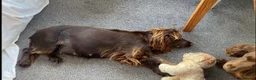 Cocker Spaniel dogs for sale: 3 boys and 3 girl Cocker Spaniel puppies  - Advert 8