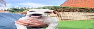Pointer 1