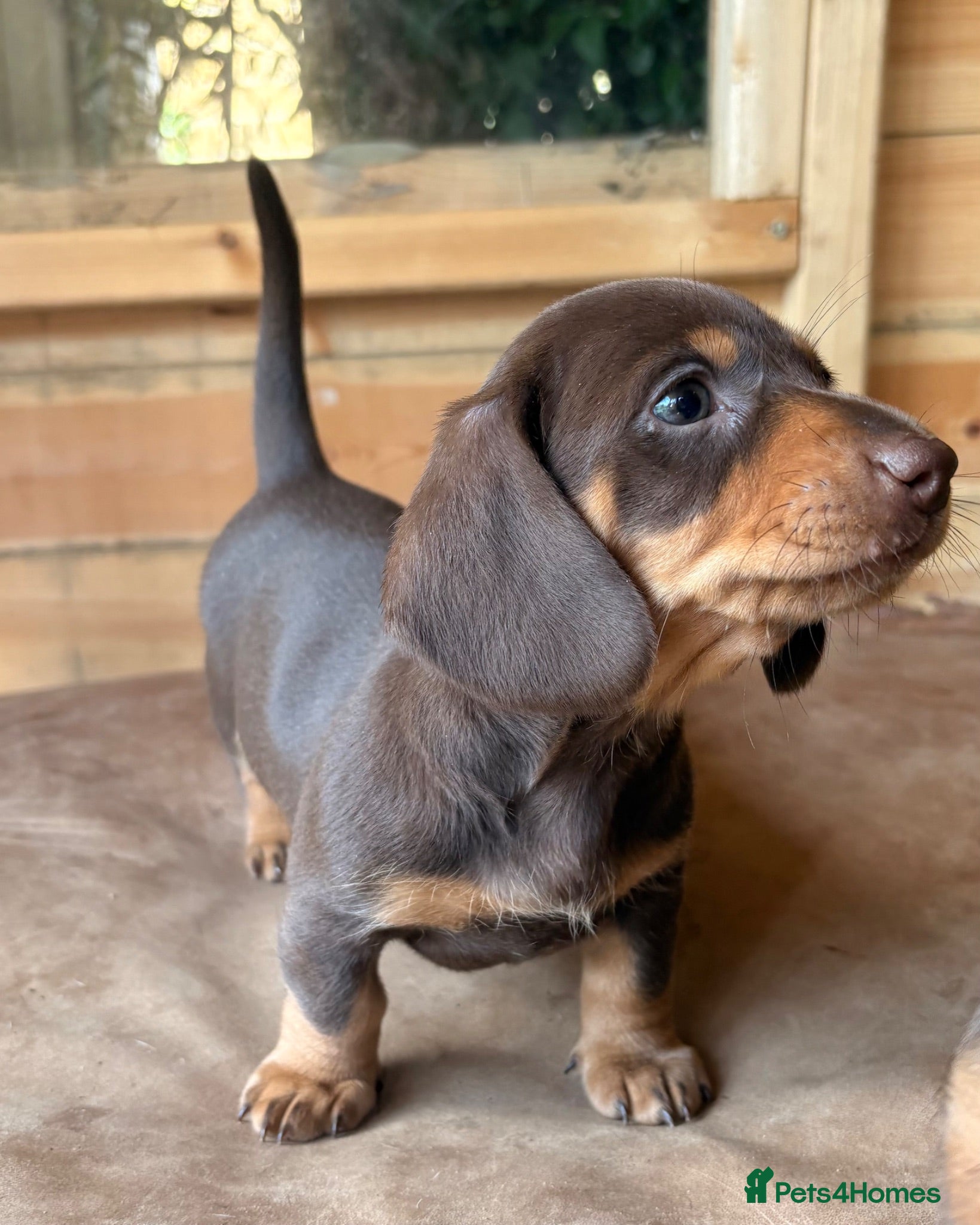 Miniature Dachshund dogs for sale:  2  gorgeous Females Available 22nd July  - Advert 2