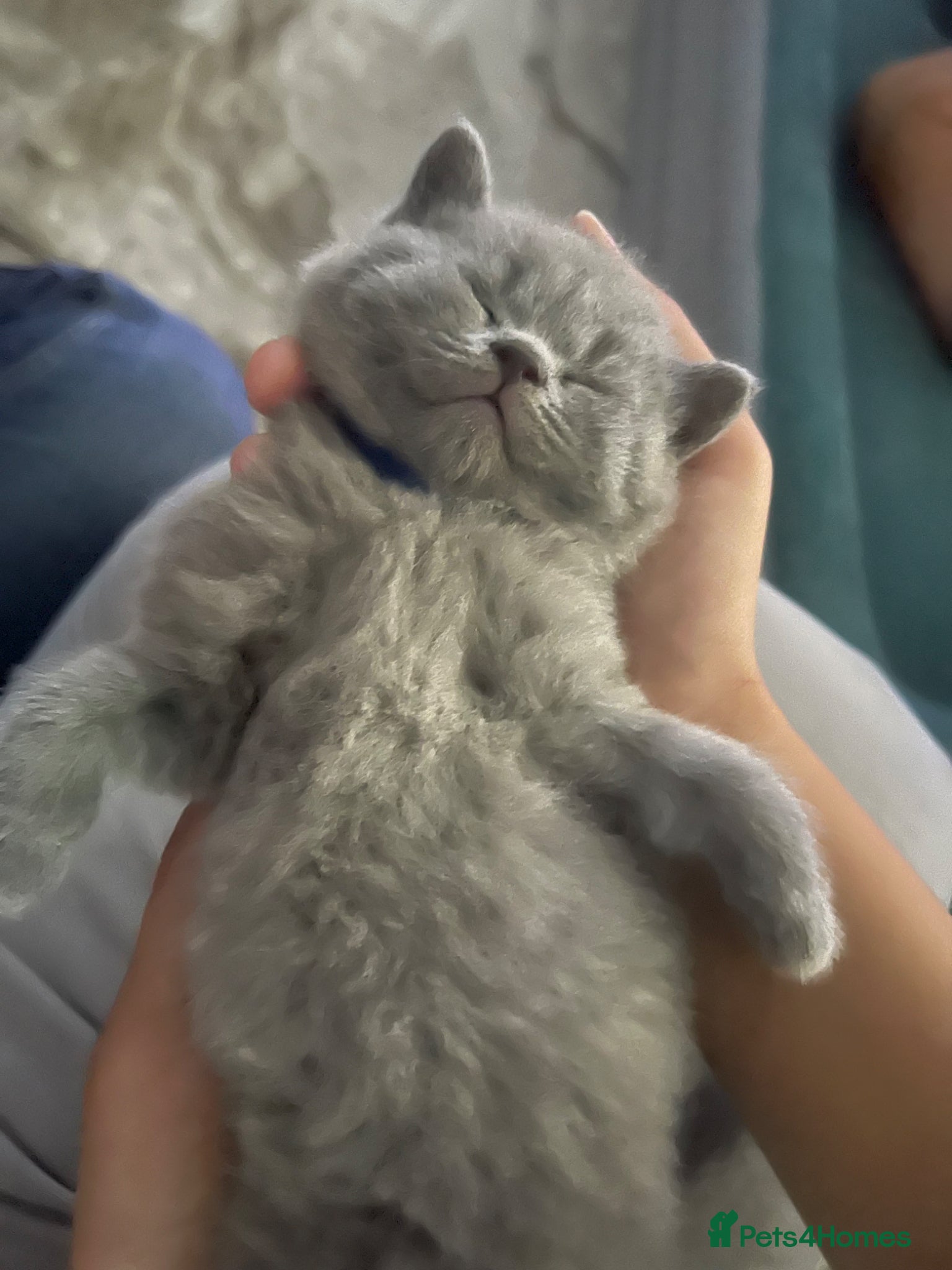 British Shorthair cats Beautiful BSH kittens  - Advert 12