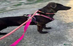 Mixed Breed dogs for adoption: Meet Raegan,  currently residing in Surrey - Image 3