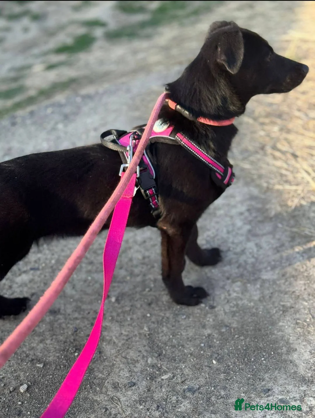 Mixed Breed dogs for adoption: Meet Raegan,  currently residing in Surrey - Advert 3