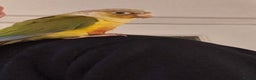 Parrots birds for sale: 2 Green Cheek Conures & cage - Advert 9