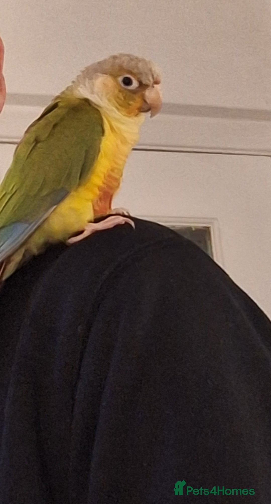 Parrots birds for sale: 2 Green Cheek Conures & cage - Advert 9