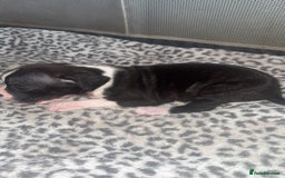 American Bull Staffy dogs for sale: American staffie puppies - Advert 5