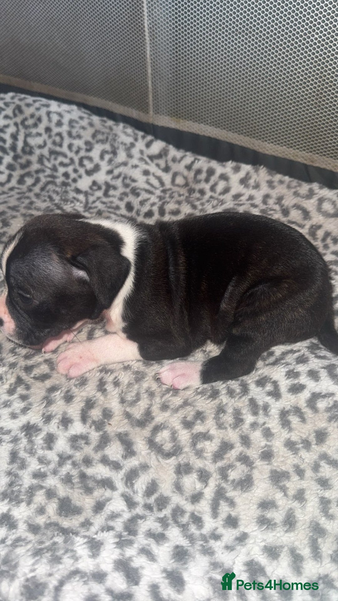 American Bull Staffy dogs for sale: American staffie puppies - Advert 5