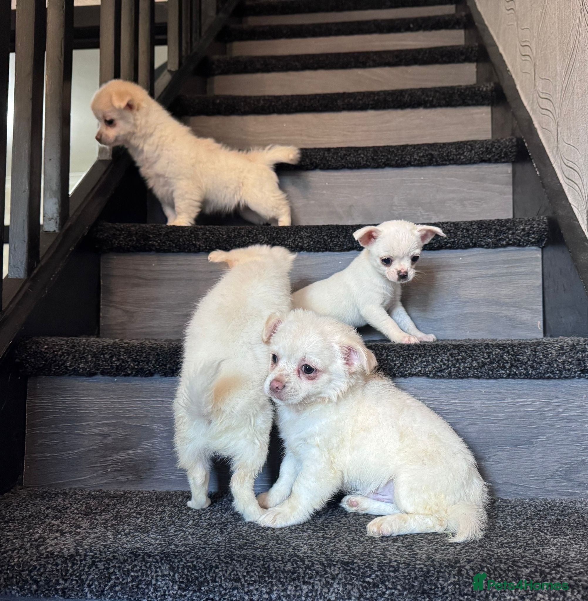 Chihuahua dogs Chihuahua  - Advert 7