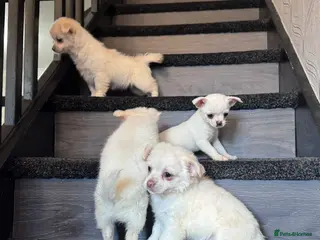 Chihuahua dogs Chihuahua - Advert 7