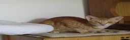 Mixed Breed cats for sale: Chatty ginger spotted playful kitten - Advert 5