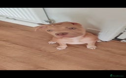 Mixed Breed dogs for sale: Adorable, loving 20 weeks young puppy's  - Image 9