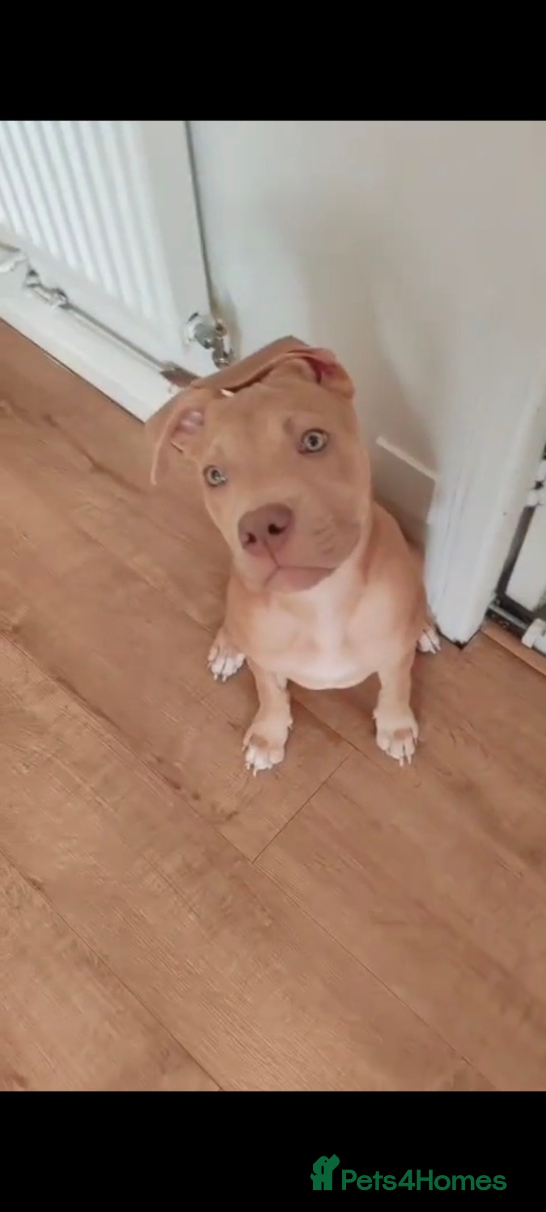 Mixed Breed dogs for sale: Adorable, loving 20 weeks young puppy's  - Image 9