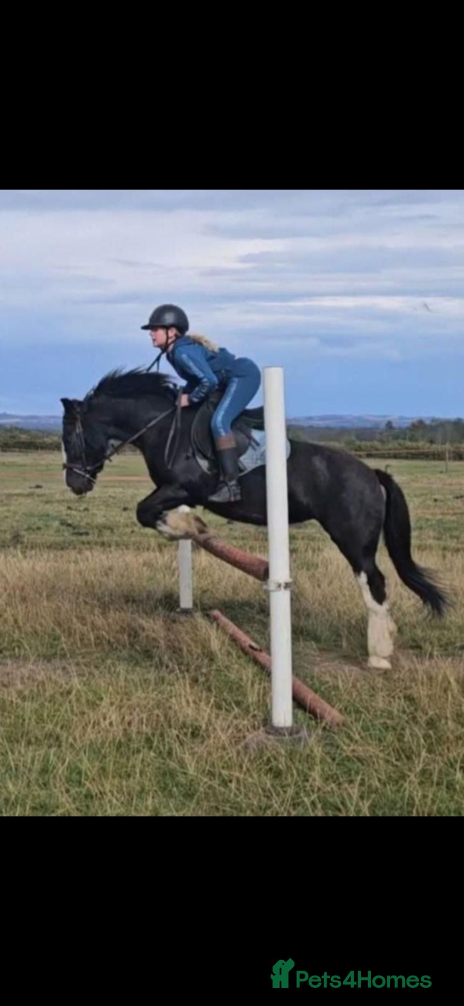 Irish Cob horses 13.2 All-Rounder cob  - Advert 15