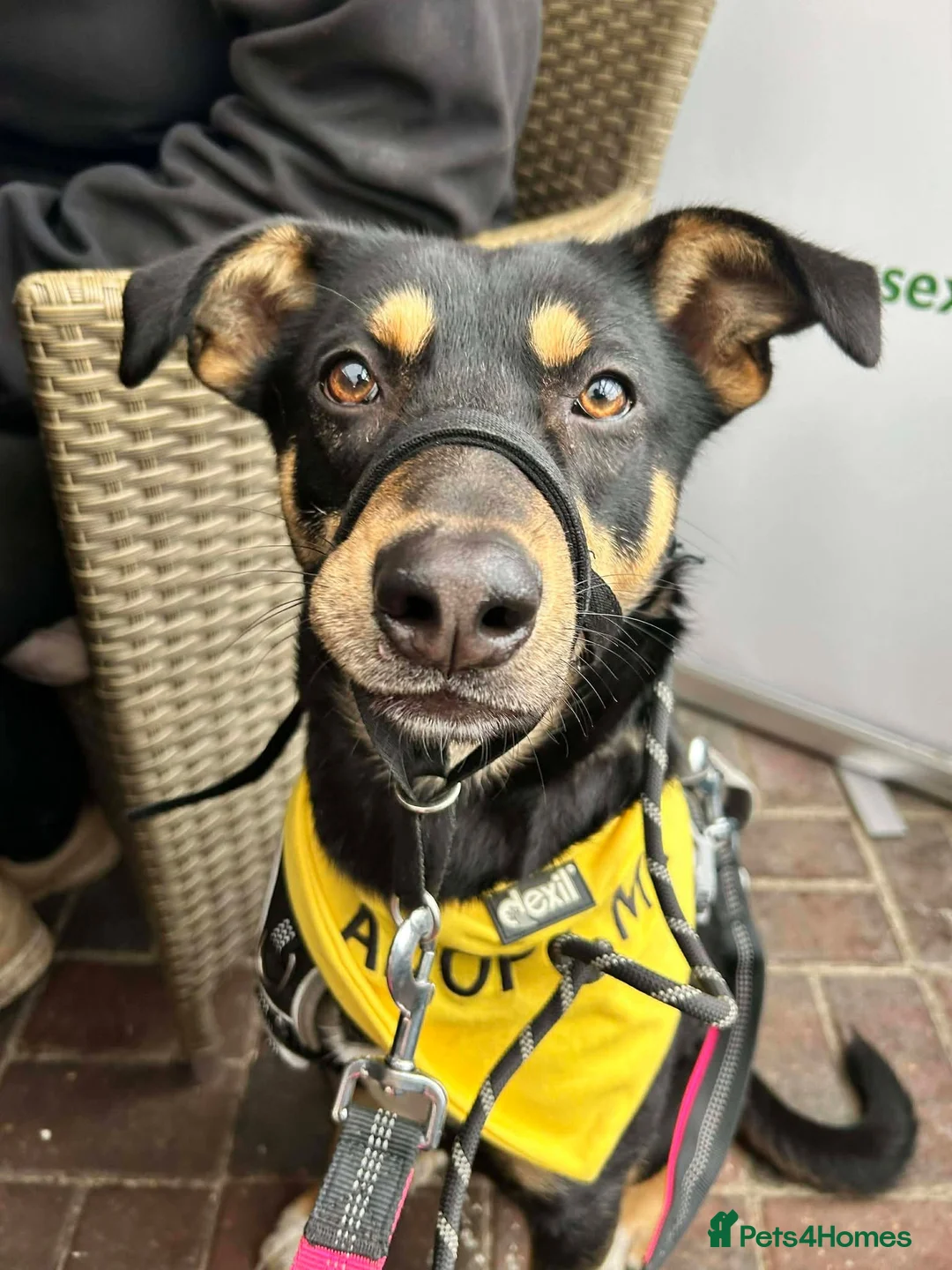 Mixed Breed dogs for adoption: Meet Puffin currently residing in Essex - Advert 8