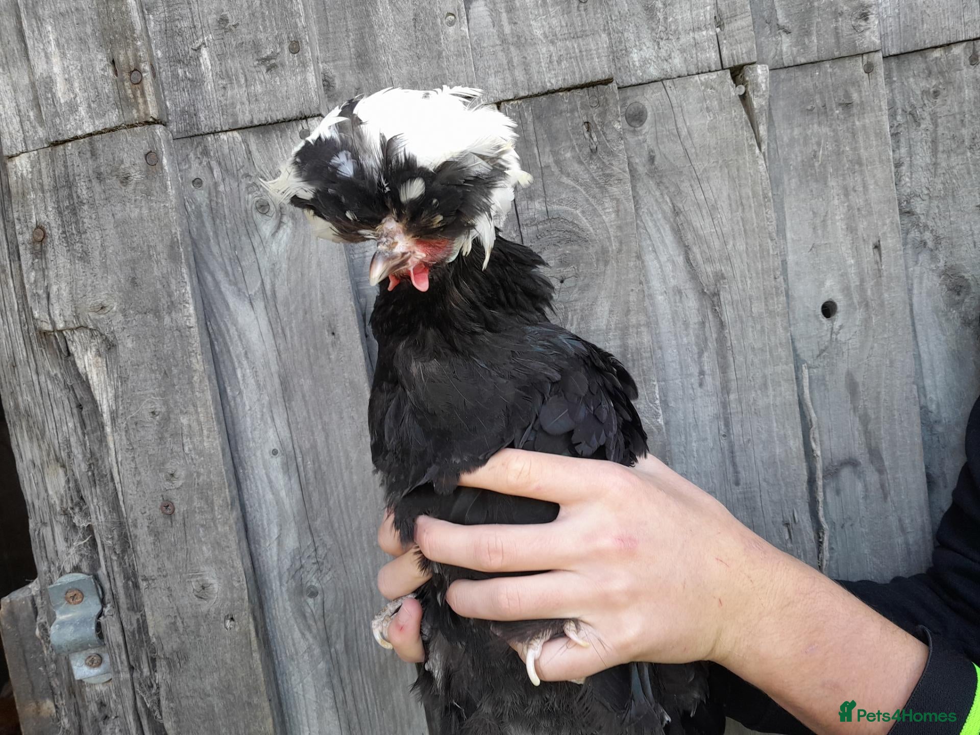 Chickens poultry for sale: Polish and Polish Frizzle Bantams  - Advert 2