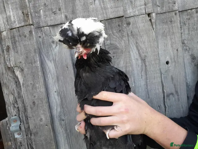 Chickens poultry for sale: Polish and Polish Frizzle Bantams - Advert 2