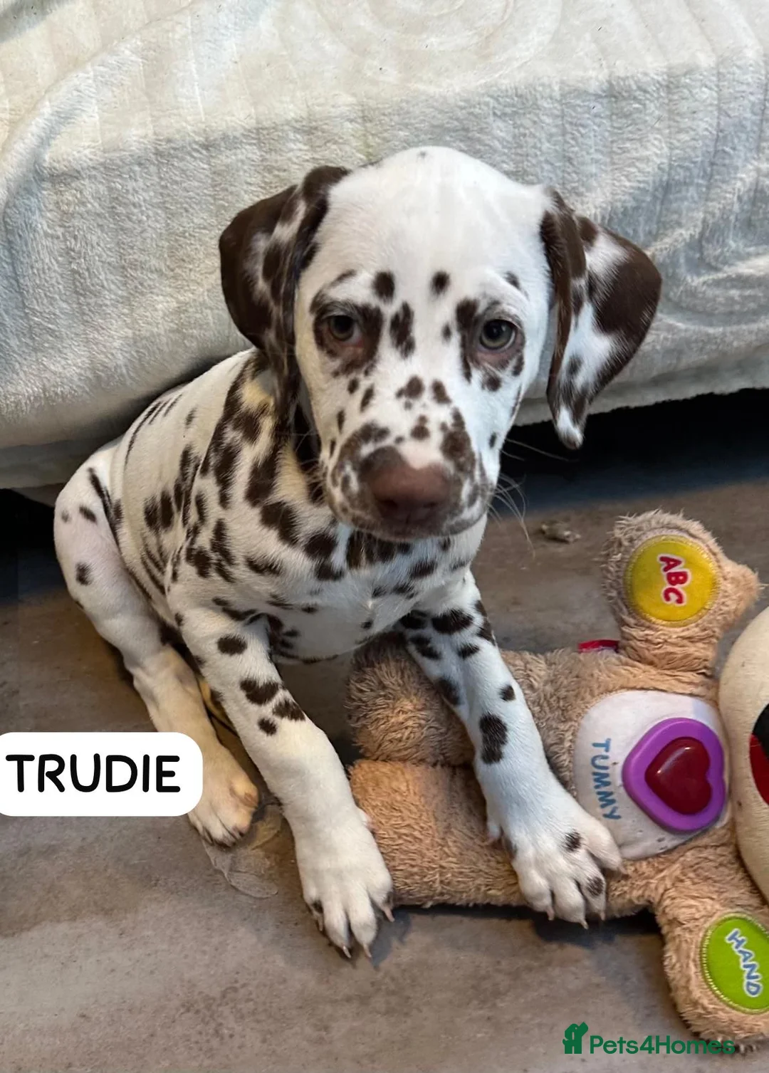 Dalmatian dogs for sale: KC Reg Dalmatian Puppies Black & Liver Ready Now - Advert 5