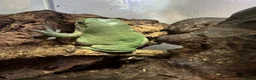 Frog reptiles for sale: 3 Whites tree frogs for sale  - Advert 7