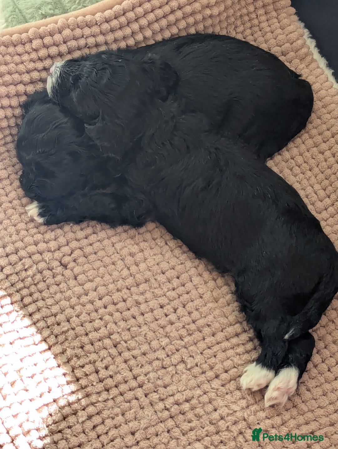 Maltipoo dogs for sale: Maltipoo  - Image 5
