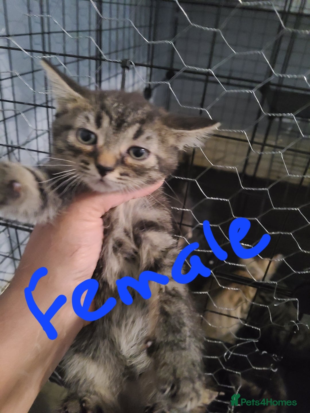 Ragdoll cats for sale: Kittens for sale - Image 22