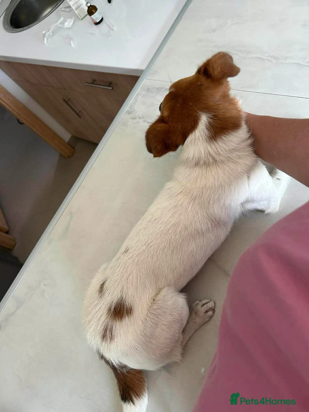 Mixed Breed dogs for adoption: Salt - Norwich Norfolk  - Advert 5