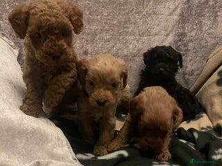 Cockapoo dogs - Advert 4