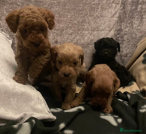 Cockapoo dogs - Advert 8
