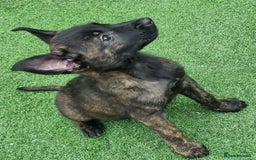 Belgian Shepherd Dog dogs for sale: Belgian malnois x Dutch sheppard puppies - Image 16