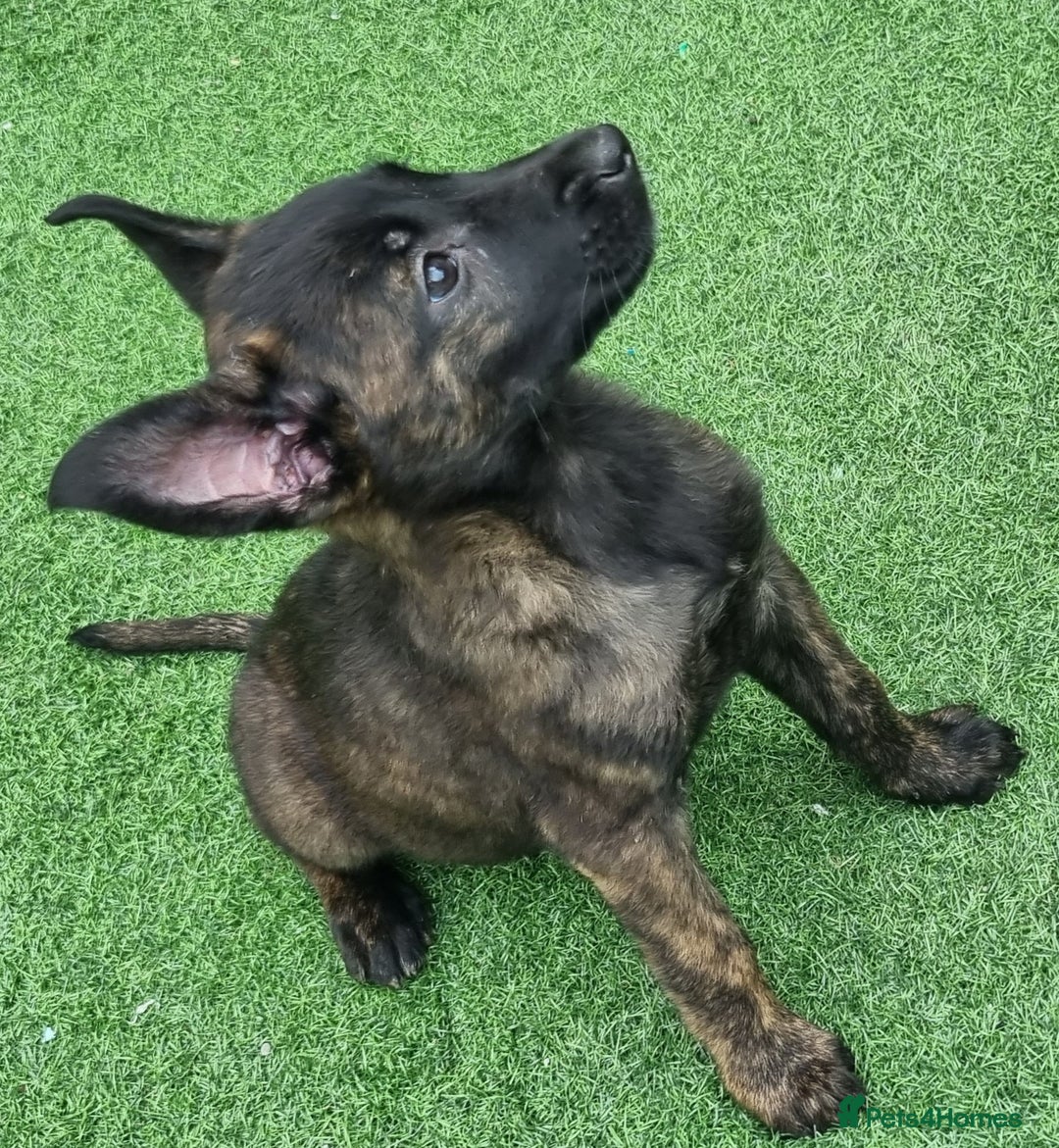 Belgian Shepherd Dog dogs for sale: Belgian malnois x Dutch sheppard puppies - Image 16