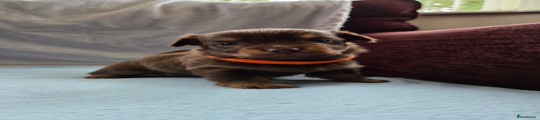 Orange Collar Girl
