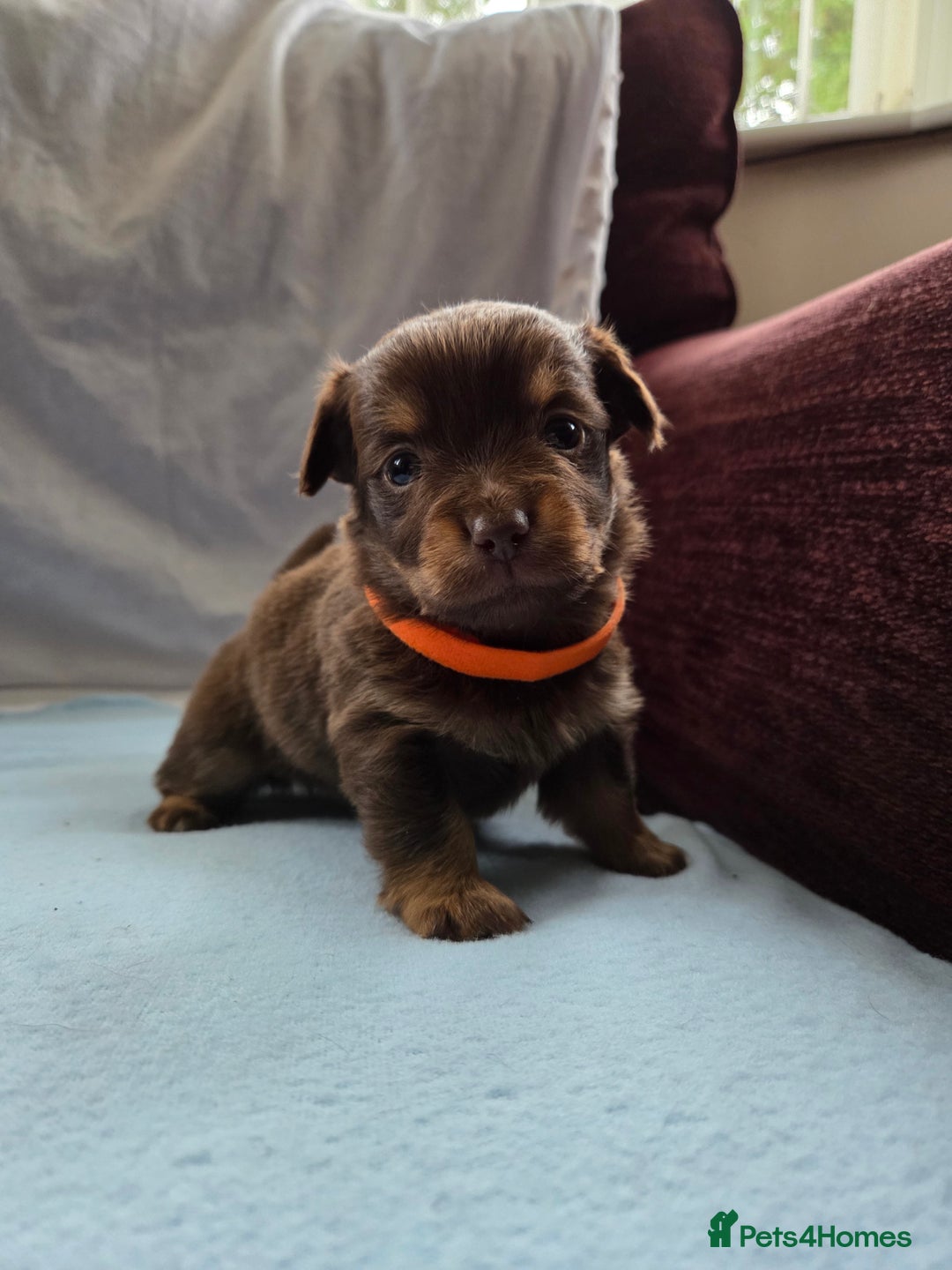 Mixed Breed dogs for sale: Beautiful Jack Russell x Chihuahua Puppies  - Image 1
