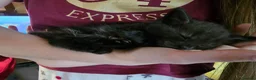 Mixed Breed cats for sale: 1 Ghost Tabby, 1 Tortoiseshell and 1 Black kittens in Cranbrook - Advert 29