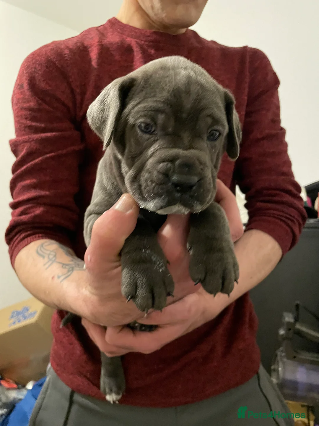 Cane Corso dogs for sale: Stunning Blue Cane Corso (blue) - Advert 7