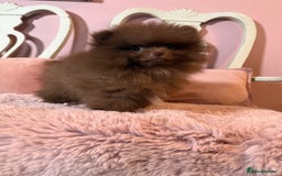 Pomeranian dogs for sale: Quality Chocolate Small Chocolate Teddy Bear - Image 5