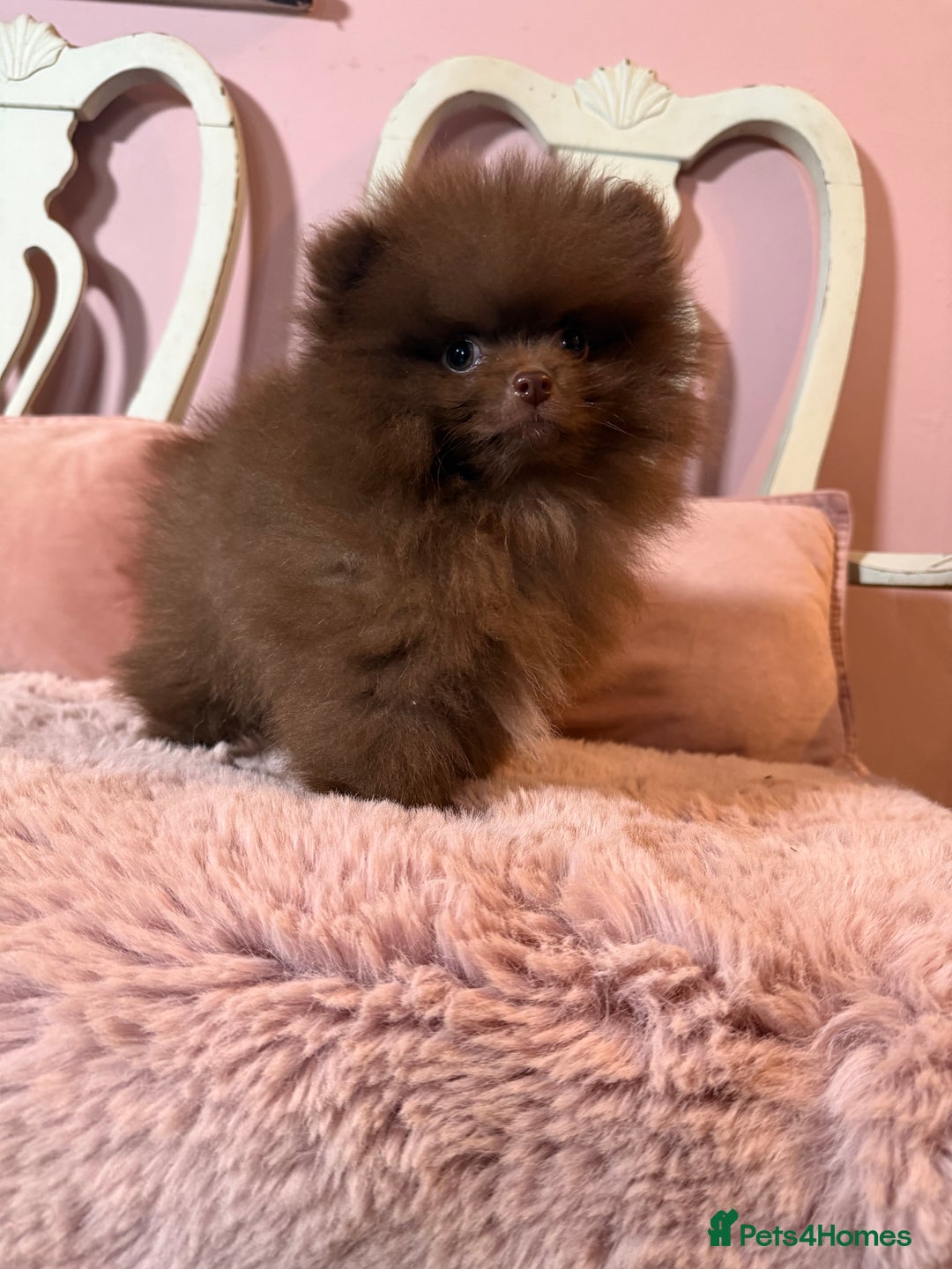 Pomeranian dogs for sale: Quality Chocolate Small Chocolate Teddy Bear - Image 5