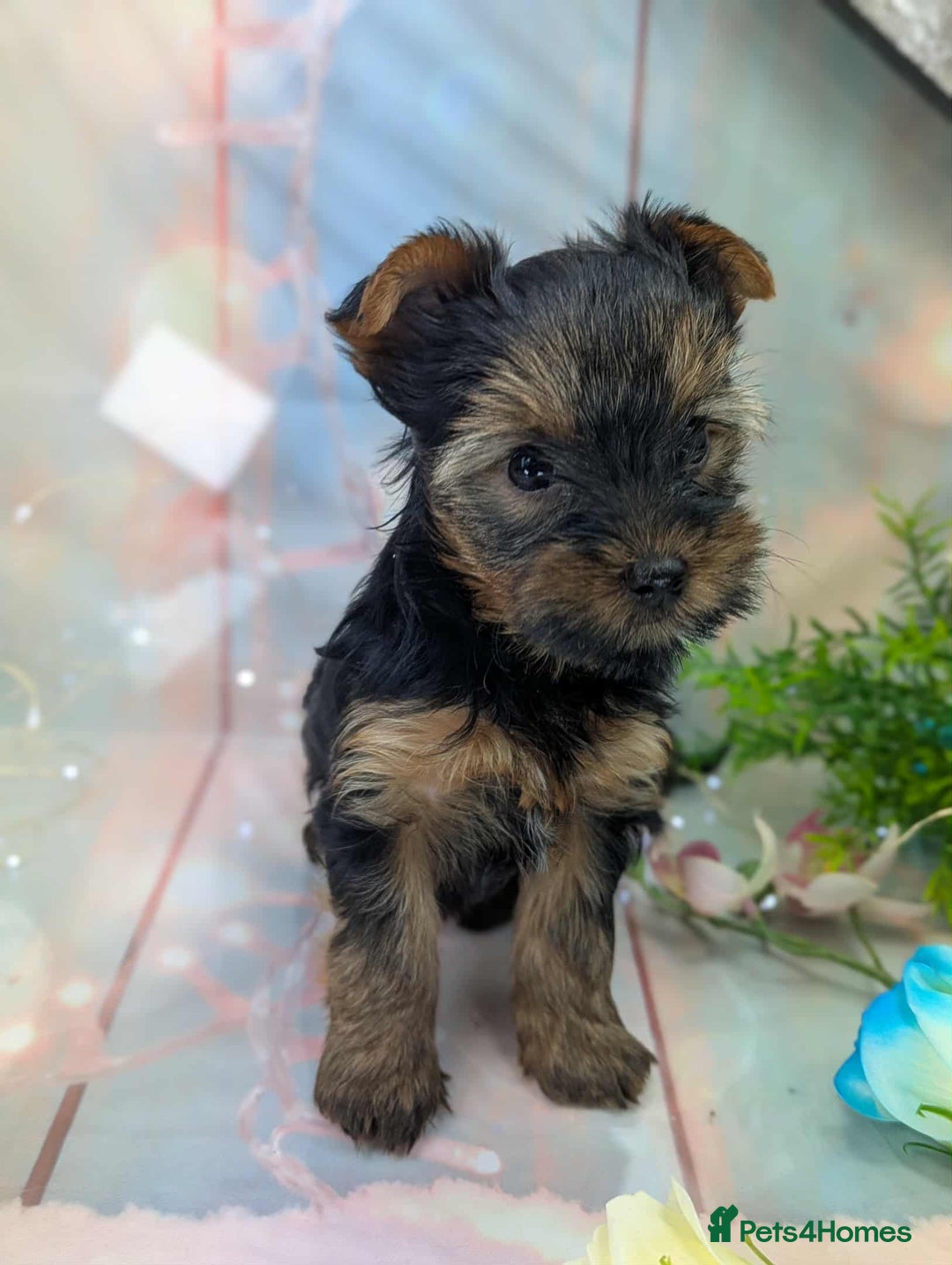 Yorkshire Terrier dogs for sale: Pedigree Yorkshire Terrier Puppies - Advert 7