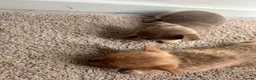 Chihuahua dogs for sale: Chihuahua puppies  - Advert 6