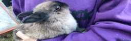 Netherland Dwarf rabbits for sale: Cute, diddy, young Netherland Dwarves 2girls 1 boy in Bury - Advert 8