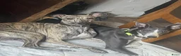Whippet dogs for sale: K C registered whippet puppies  - Advert 9