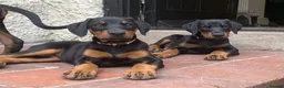 Dobermann dogs for sale: Mr Blue- A truly Free Range Doberman - Advert 21