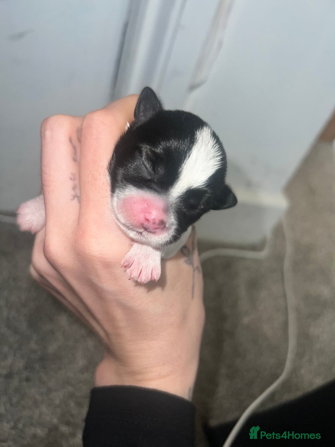 Mixed Breed dogs for sale: Shih tzu x Bichion  - Image 20