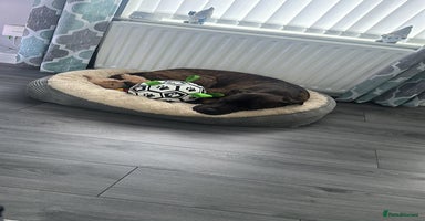 Mixed Breed dogs Male 2yr old cane corso  ** tiff  - Advert 11