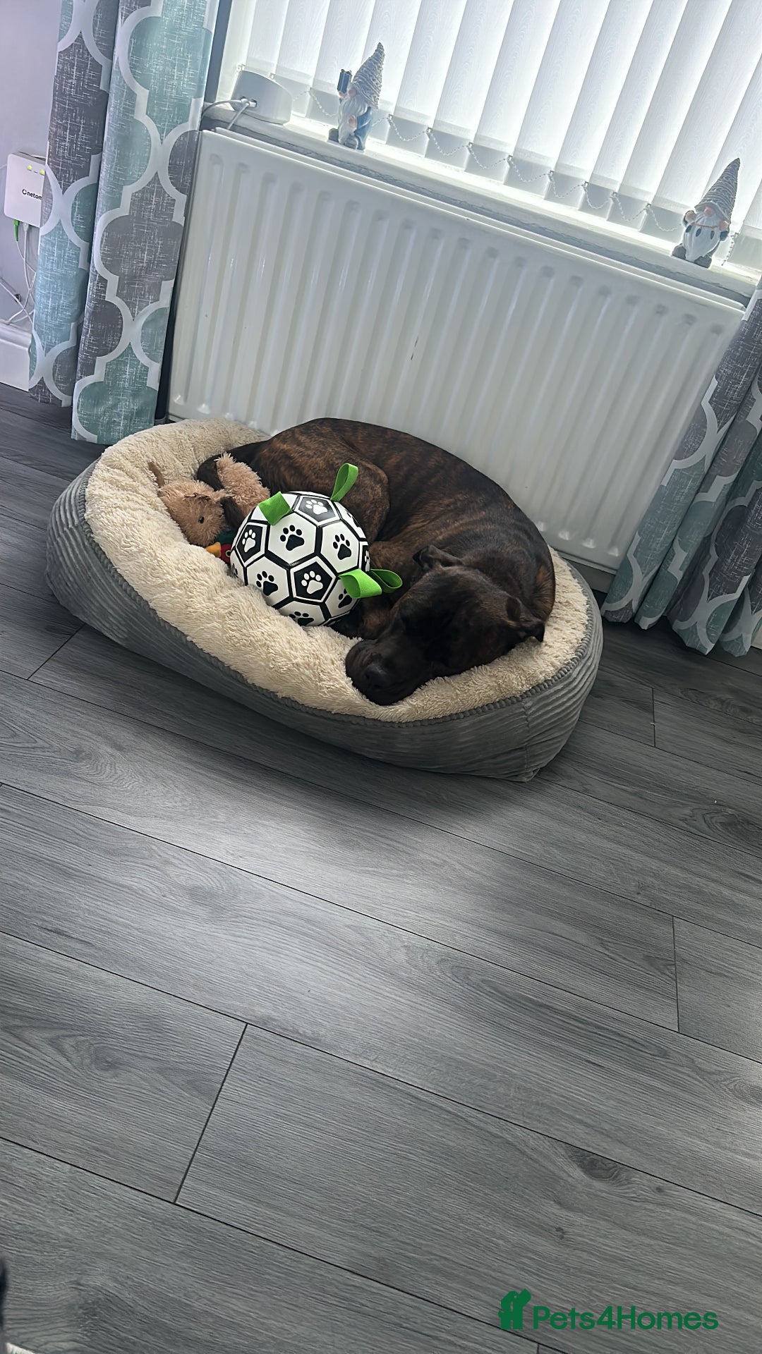 Mixed Breed dogs for sale: Male 2yr old cane corso  ** tiff  - Advert 3