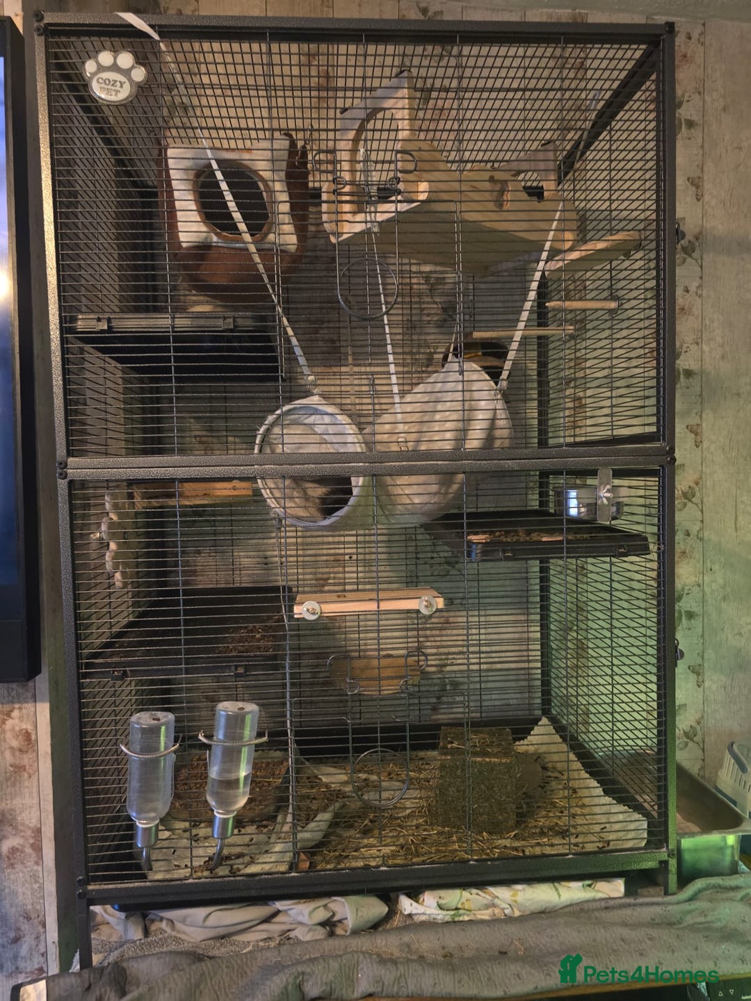 Chinchilla rodents for sale: 2 Male Chinchillas and cage with accessories  - Advert 3