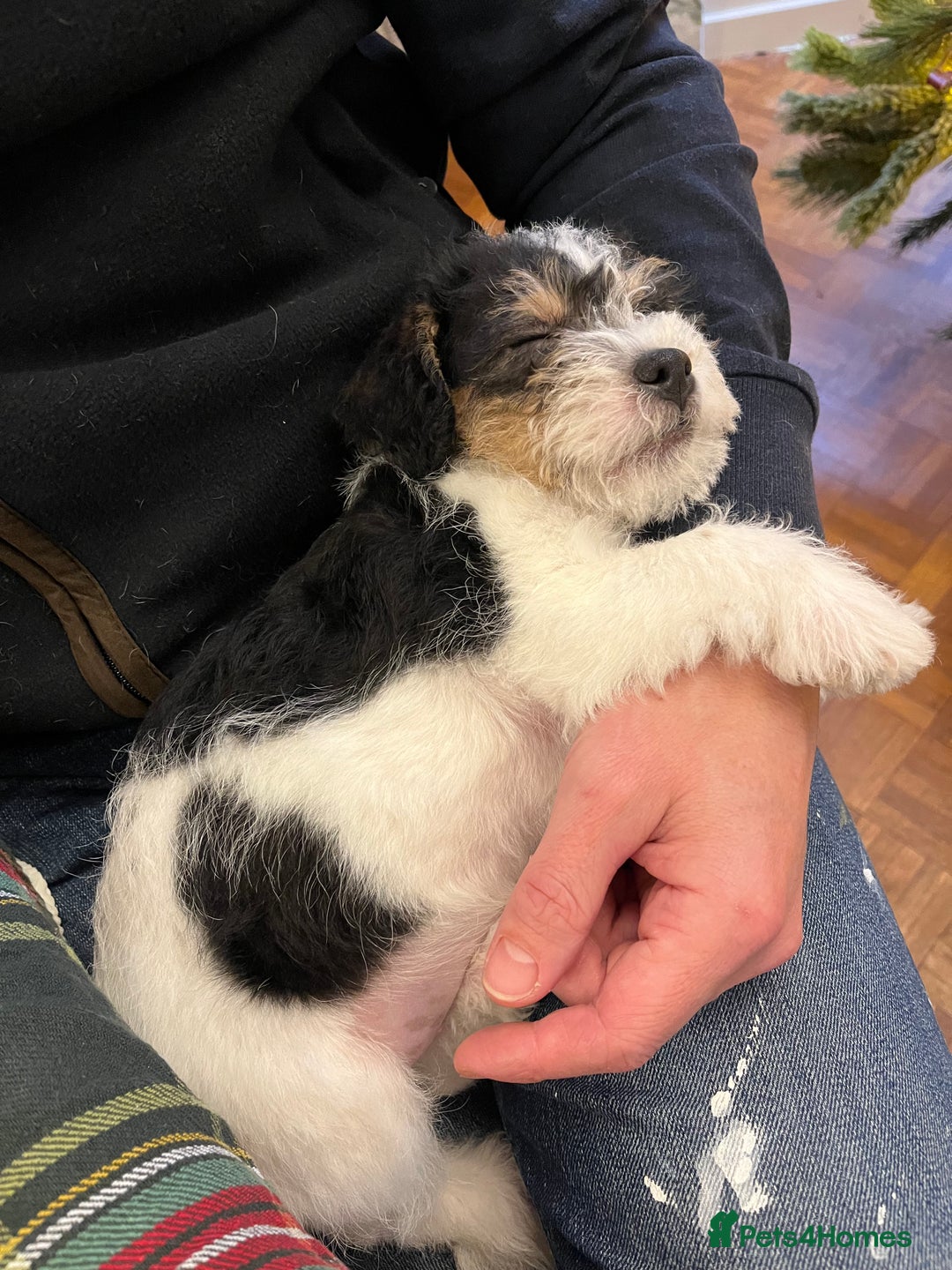 Jack Russell dogs for sale: Patchy 8 week old male broken coat terrier  - Advert 4