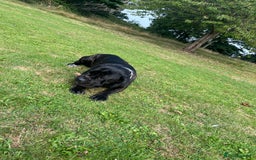 Cane Corso dogs for stud: ZEUS CANECORSO STUD - Image 5