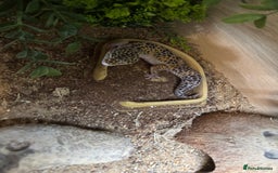 Leopard Gecko reptiles for sale: Leopard gecko with enclosure  - Image 5