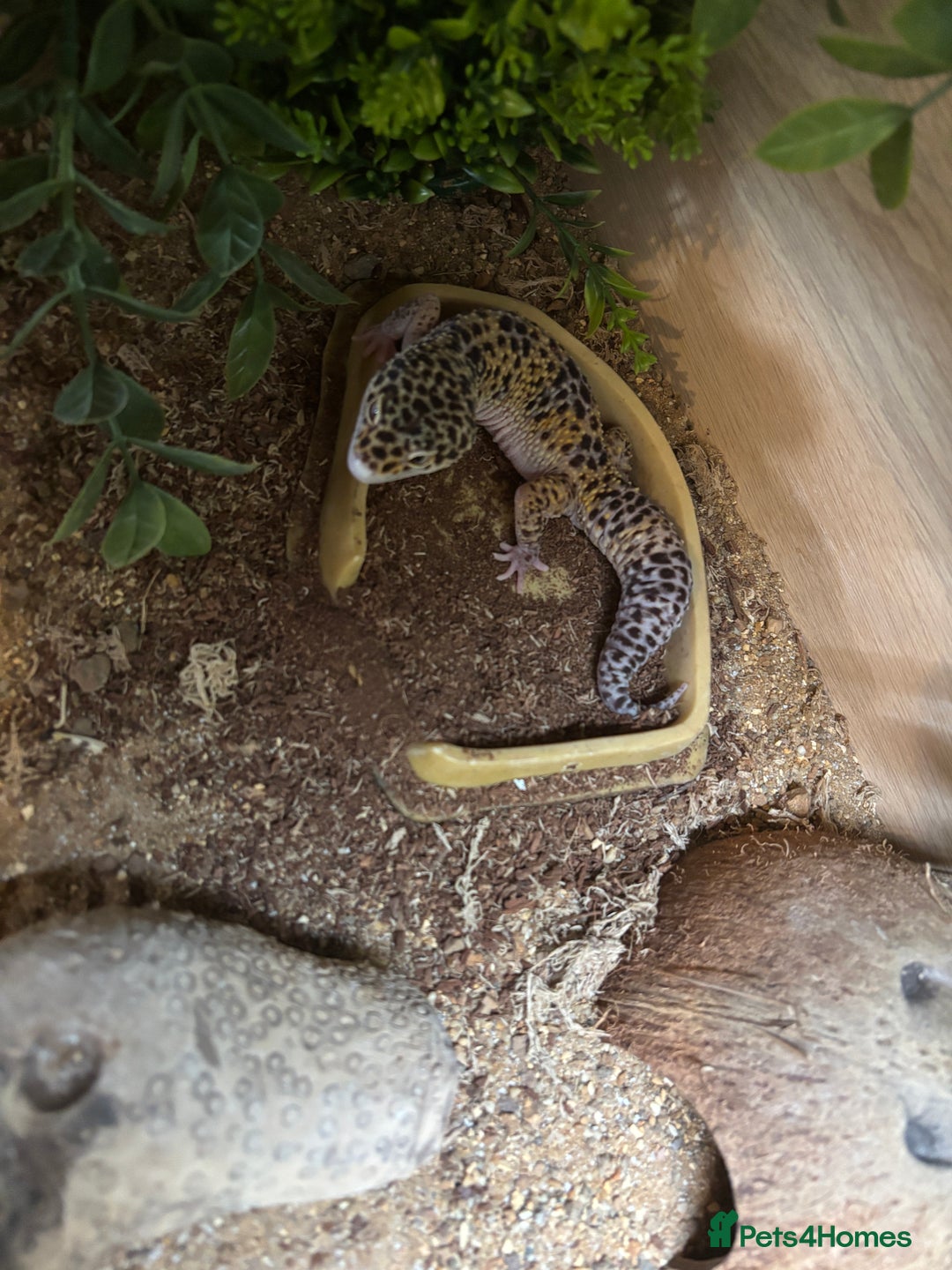 Leopard Gecko reptiles for sale: Leopard gecko with enclosure  - Image 5