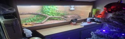 Leopard Gecko reptiles for sale: Leopard geckos + full set up - Advert 2