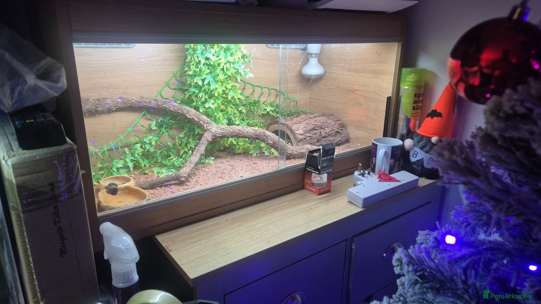 Leopard Gecko reptiles for sale: Leopard geckos + full set up - Advert 2